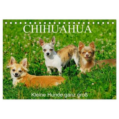 Chihuahua - Kleine Hunde ganz groß (Tischkalender 2027 DIN A5 quer), CALVENDO Monatskalender
