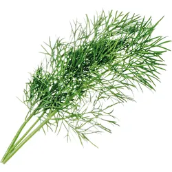 VER A10-ANE006 - Indoor Garden, Dill