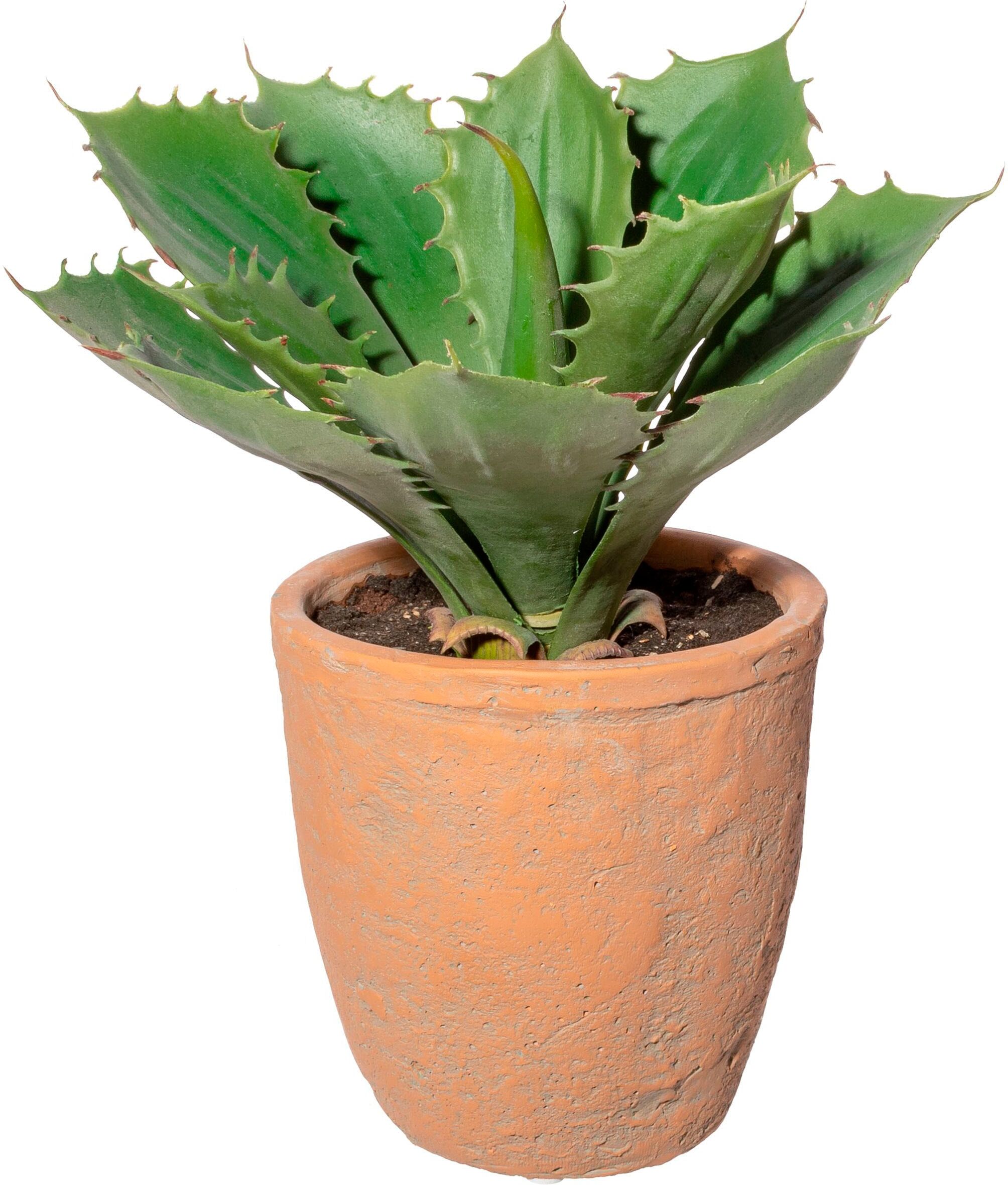 Künstliche Zimmerpflanze CREATIV GREEN "Echeveria im Terracottatopf", grün, H:25cm, Obermaterial: 100% Polyethylen, Kunstpflanzen, Künstliche Zimmerpflanze
