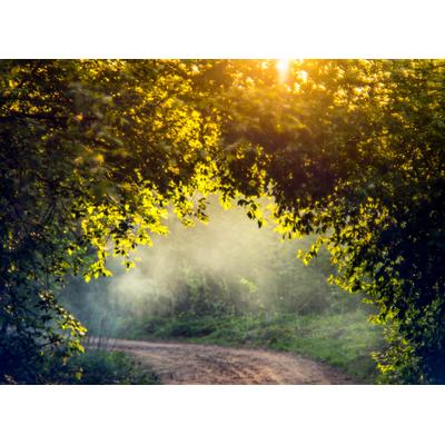 Fototapete PAPERMOON "Misty Forest in Spring", bunt, B:2,5m L:1,86m, Vlies, Tapeten