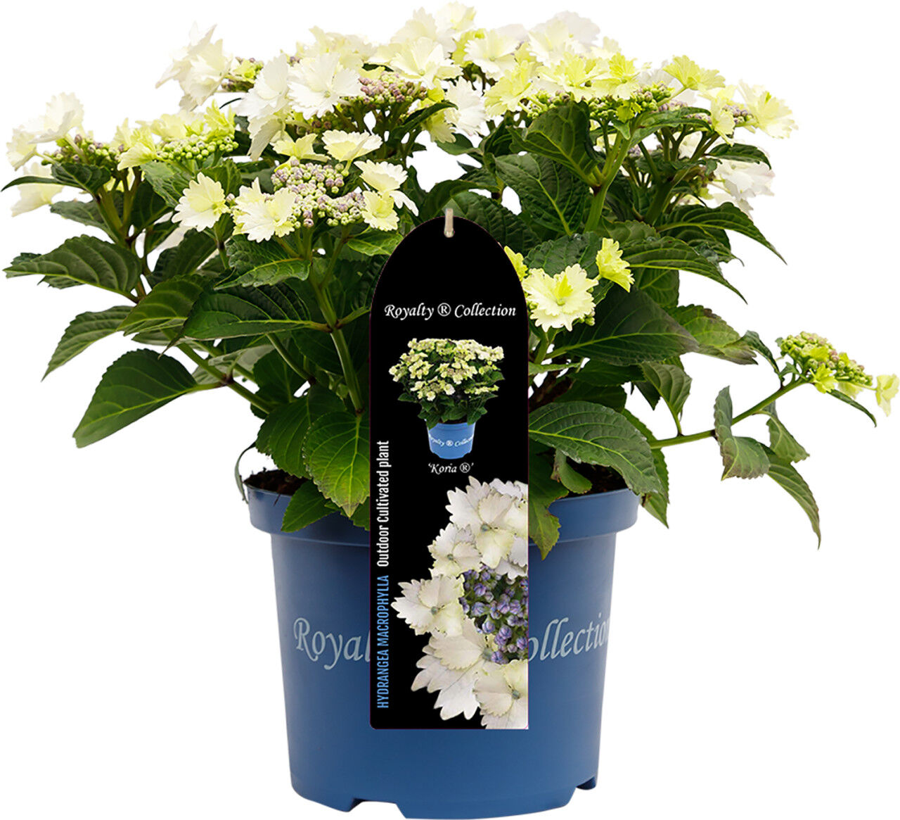 Pflanzen Bauernhortensie Royalty Collection Hydrangea mac H 30-40 cm 3L Container