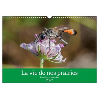 La vie de nos prairies - Les guêpes et les abeilles (Calendrier mural 2027 DIN A3 vertical), CALVENDO calendrier mensuel
