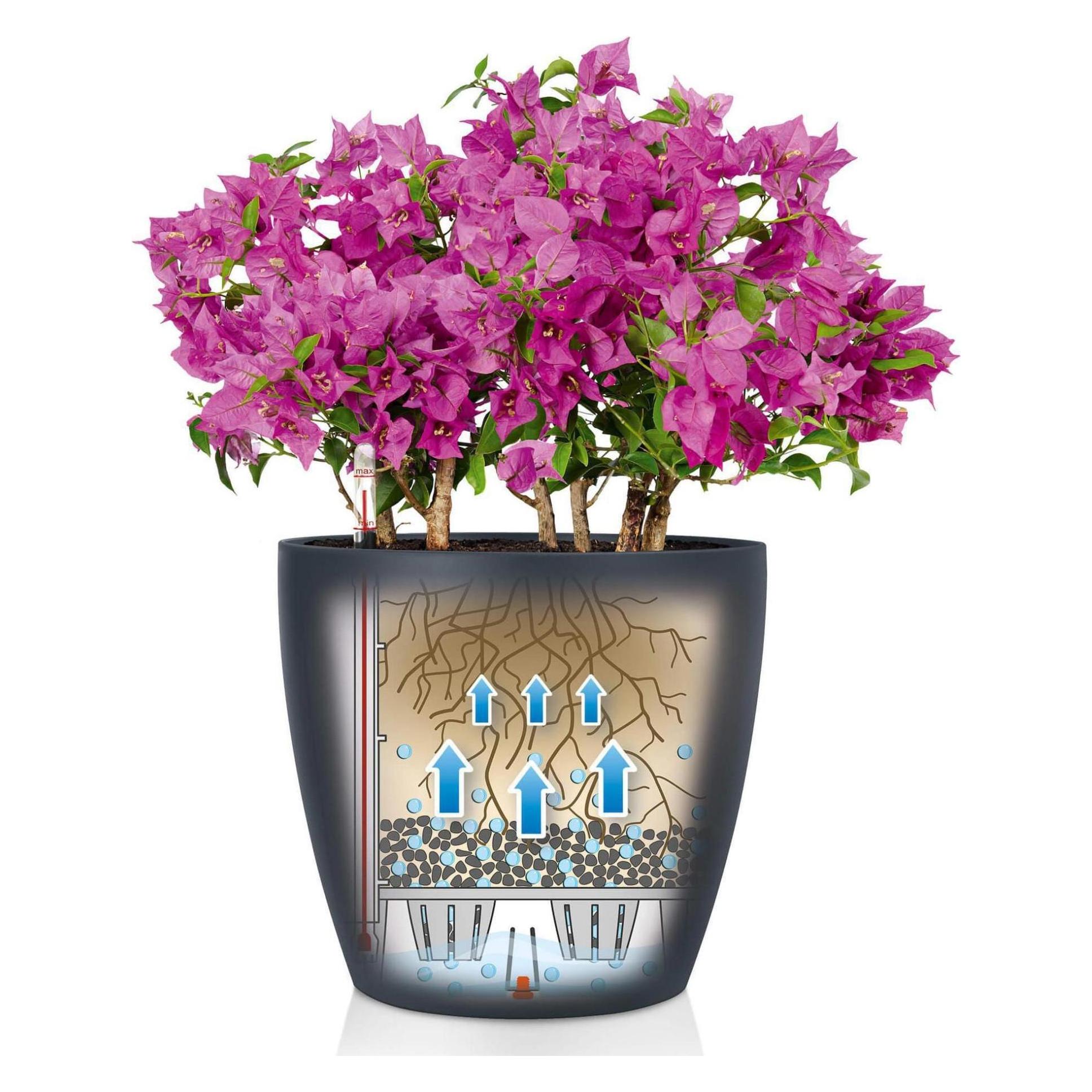 Lechuza Classico Color (42 x 39.50 cm) (13230)