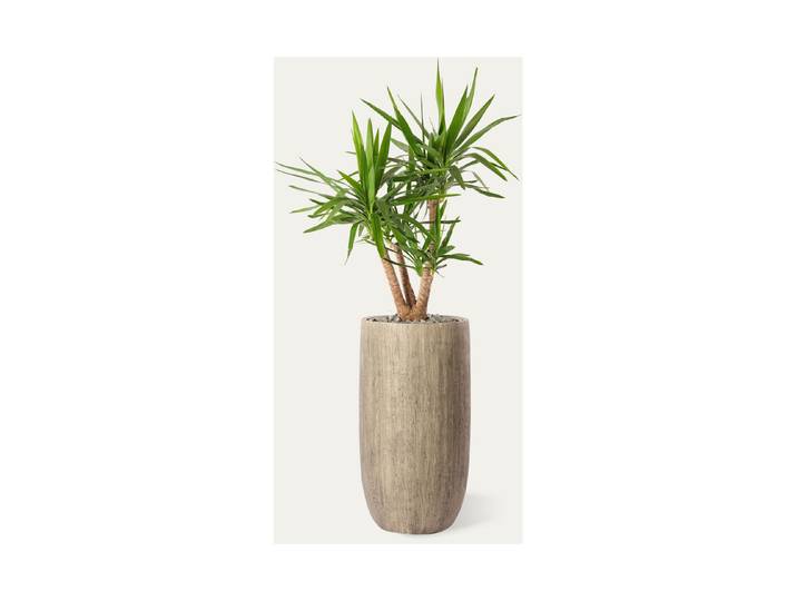 Premium Hydro-Yucca Unter Topf ⌀ 40 cm