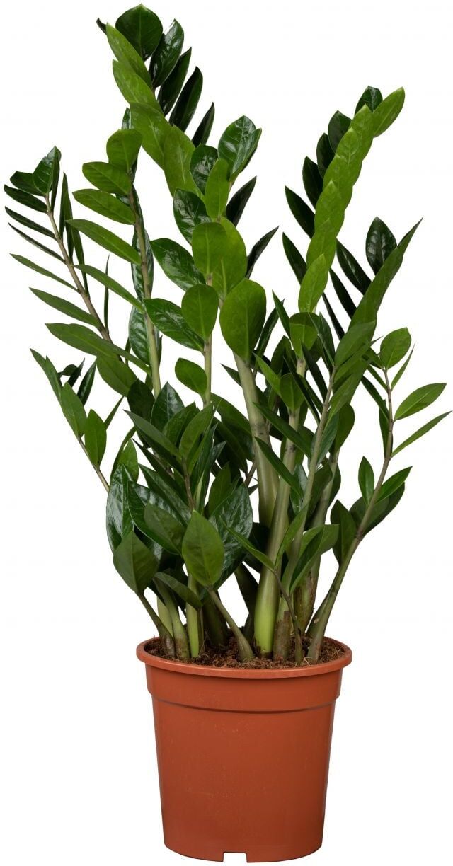Pflanzen Zamioculcas Zamifolia Glücksfeder 80 cm 21 cm Topf