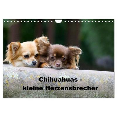 Chihuahuas - kleine Herzensbrecher (Wandkalender 2026 DIN A4 quer), CALVENDO Monatskalender