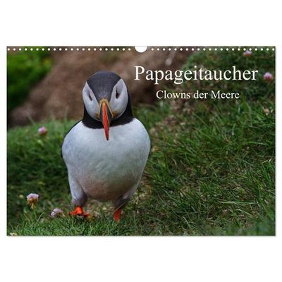 Papageitaucher Clowns der Meere (Wandkalender 2027 DIN A3 quer), CALVENDO Monatskalender