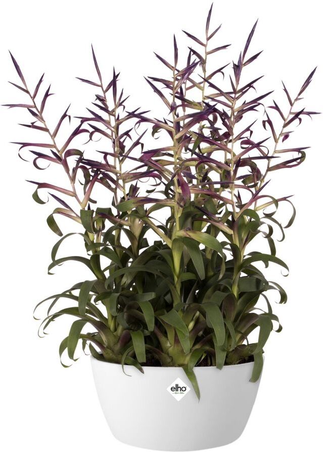 Elho Schale Brussels weiß Ø 23 cm