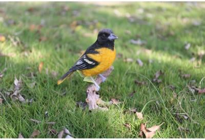 Hi-Line Gift Ltd. Oriole On Branch Statue