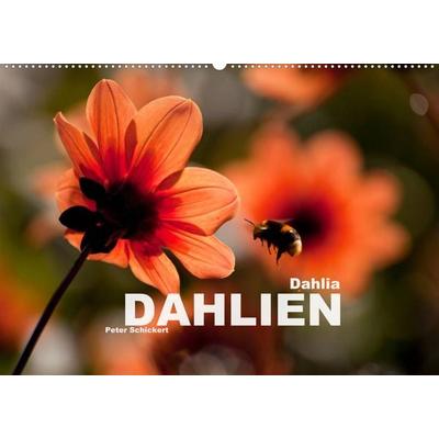 Dahlia - Dahlien (Wandkalender 2022 DIN A2 quer)