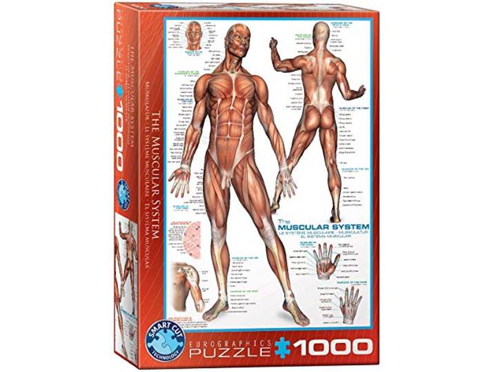 De 1000-delige puzzel van het spierstelsel