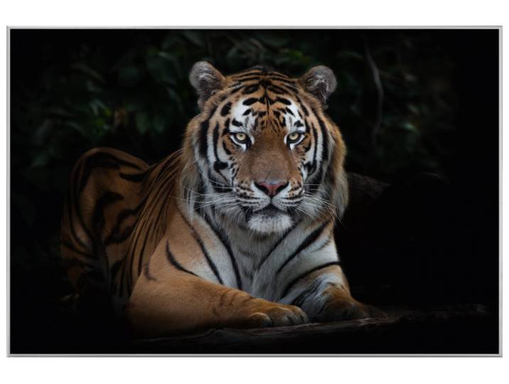 Bild mit Rahmen Imposanter Tiger image LAND