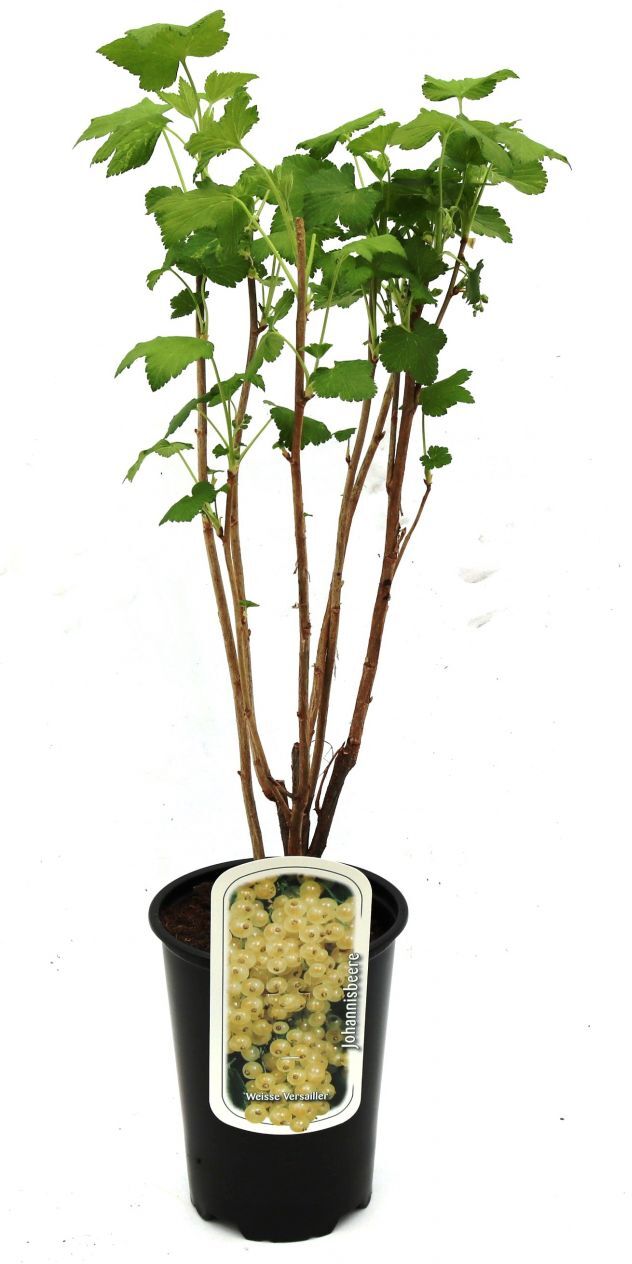 Pflanzen Beerenobst Johannisbeere 3 L Container