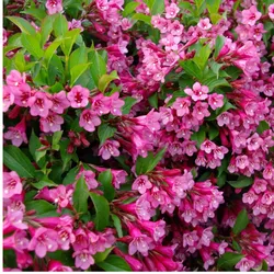 Wunder-Weigela – Weigela florida 'Rumba'