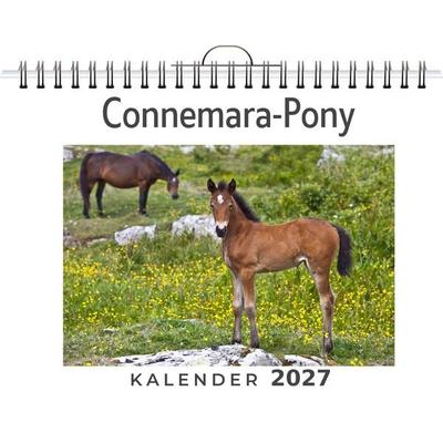 Connemara-Pony