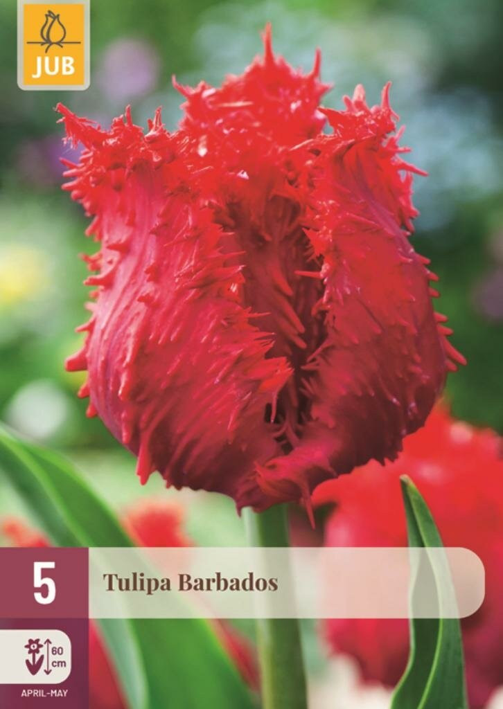 Jub Tulp Barbados 5 bollen