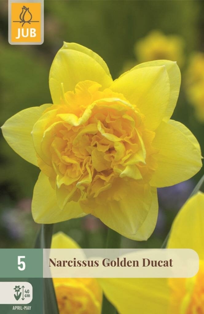 Narcis Golden Ducat bloembollen - 5 stuks - Geel