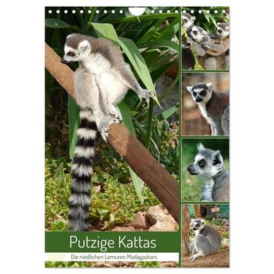 Putzige Kattas (Wandkalender 2027 DIN A4 hoch), CALVENDO Monatskalender