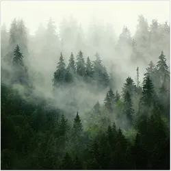 FOTOTAPETE Tiefgrüner Tannenwald im Nebel 192/192 cm