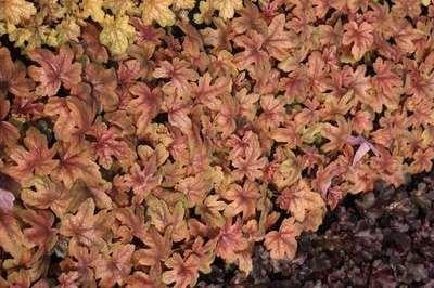 6 x Heucherella hybr. Sweet Tea Bastaardschuimplant, Pot van 9 x 9 cm, GRDplanten