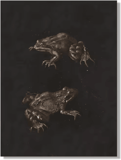 Inspire Picks Vintage Owl Wall Art Moody Cottagecore Dark Academia Nature Canvas Print 12 20x25 Cm No Frame