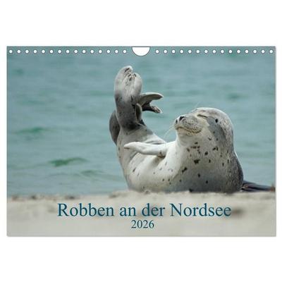 Robben an der Nordsee (Wandkalender 2026 DIN A4 quer), CALVENDO Monatskalender