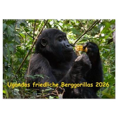 Ugandas friedliche Berggorillas (Wandkalender 2026 DIN A2 quer), CALVENDO Monatskalender