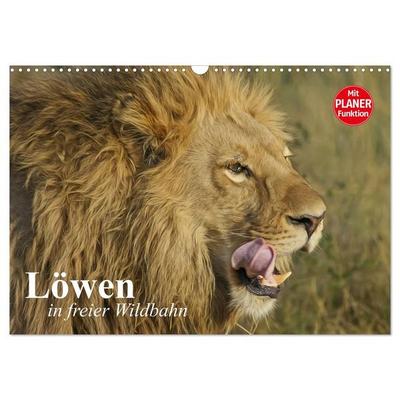 Löwen in freier Wildbahn (Wandkalender 2027 DIN A3 quer), CALVENDO Monatskalender
