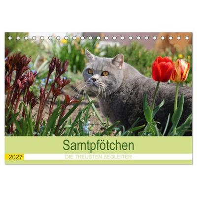 Samtpfötchen - Die treusten Begleiter 2027 (Tischkalender 2027 DIN A5 quer), CALVENDO Monatskalender
