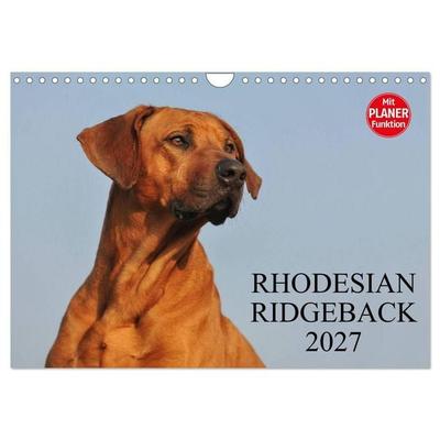 Rhodesian Ridgeback 2027 (Wandkalender 2027 DIN A4 quer), CALVENDO Monatskalender