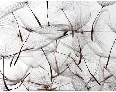 Veer Decor Floating Wishes Wall Mural