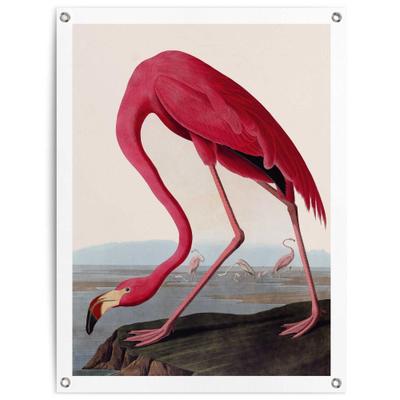 Poster REINDERS "Audubon Flamingo", rosa (farbe bild(er): rosa), B:60cm H:80cm T:0,1cm, Bilder, Poster, Garten - Rosa - Leinwand - Tiere - 60x80 cm