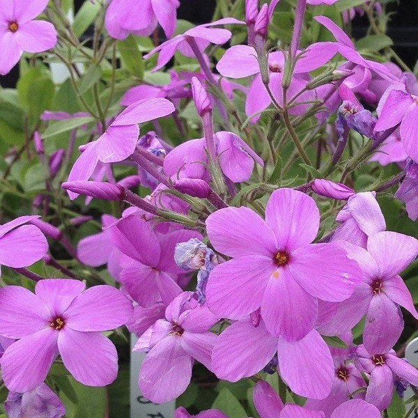 6 x Bodembedekkende Phlox Phlox stolonifera Pink Ridge in pot van 9x9 cm van Arborix