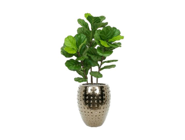 Pflanzen Arrangement „Fiddle Tree in Laos“ Ø 60 x 140-150 cm Keramik Baq Design