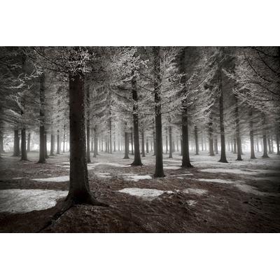 Fototapete PAPERMOON "Photo-Art DRAGISA PETROVIC, DER BEGINN DES WINTERS", bunt, B:5m L:2,8m, Vlies, Tapeten