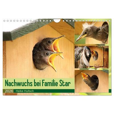 Nachwuchs bei Familie Star (Wandkalender 2026 DIN A4 quer), CALVENDO Monatskalender