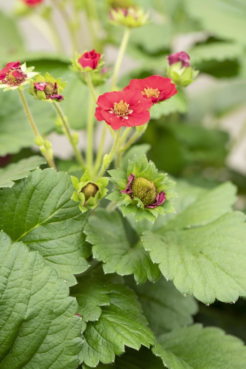 Pflanzen Erdbeere Delirose Stadt Ernte H ca 20 cm 17 cm Topf