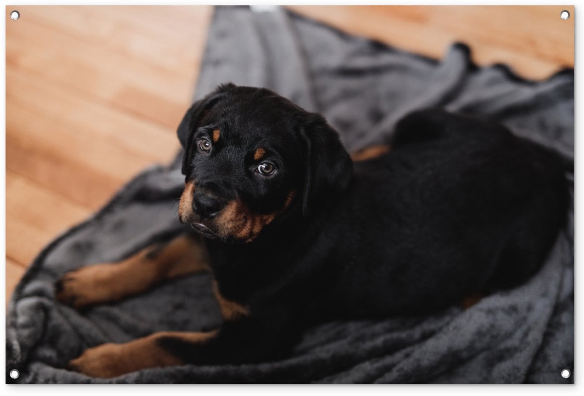 Tuinposter Rottweiler puppy op zwart kleed - Tuindecoratie voor buiten - Breedte: 120 cm, Hoogte: 80 cm