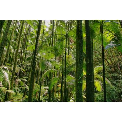 Fototapete PAPERMOON "TROPISCHER WALD-BAUM DSCHUNGEL SONNE WEG PFLANZE FARNE", bunt, B:3m L:2,23m, Vlies, Tapeten