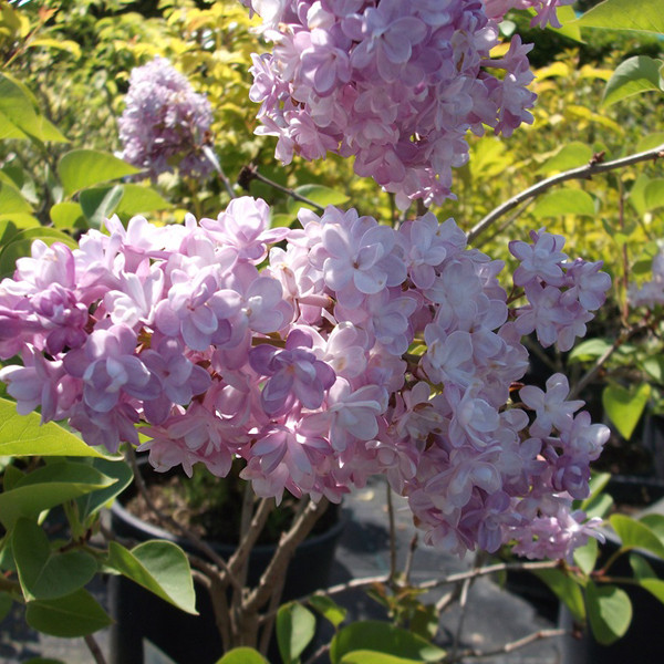 Edelweiss Syringa vulgaris Katherine Havemeyer in pot, 40-60 cm van Arborix