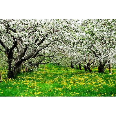 Fototapete PAPERMOON "Blumenwiese mit Bäumen", bunt, B:4m L:2,6m, Vlies, Tapeten