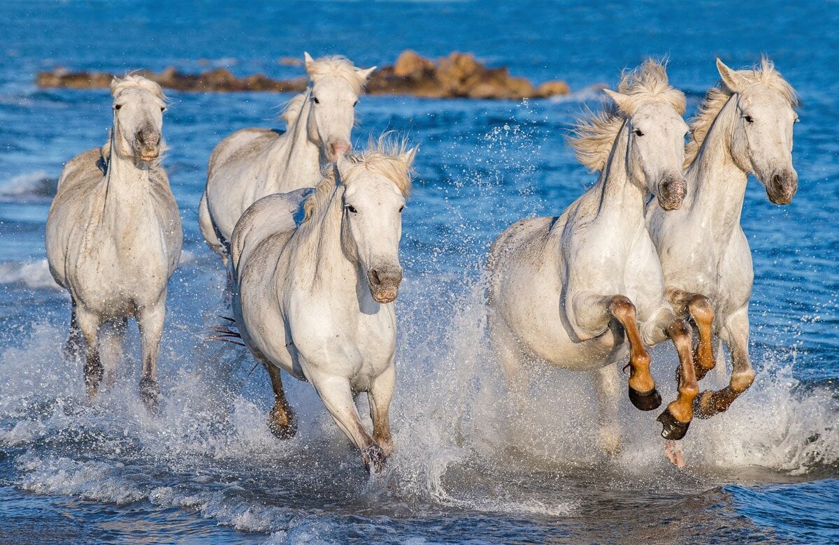 Papermoon "PFERDE-CAMARGUE GALLOP STRAND MEER TIERE KÜSTE PROVENCE" bunt B/L: 2,5m x 1,86m, Bahnen: 5 Stk.