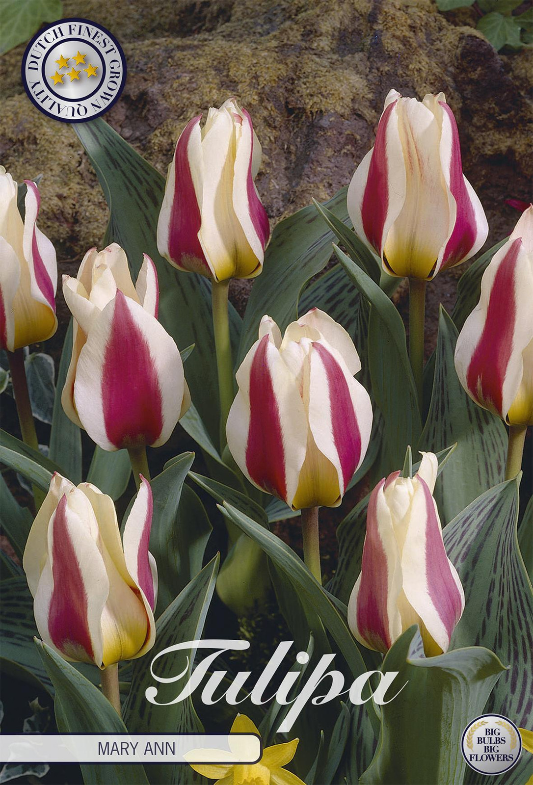 Sam van Schooten Tulpenbollen Mary Ann (7 stuks)