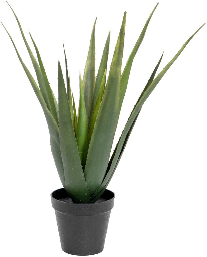 Europalms Aloe-Vera Pflanze, 60cm
