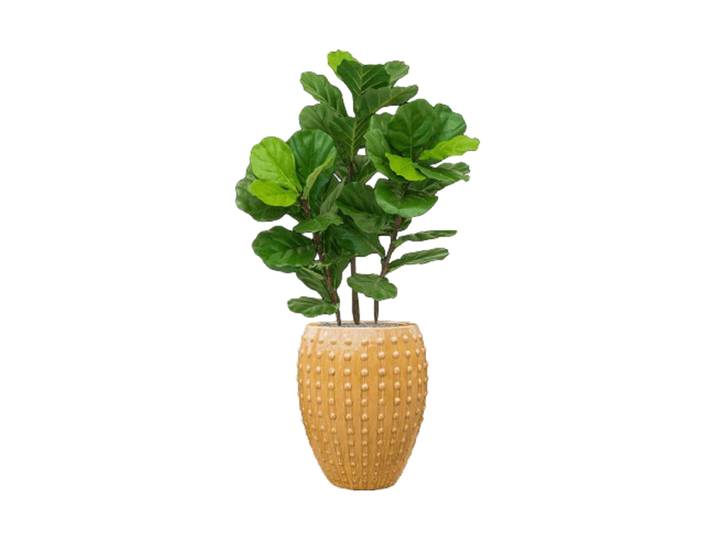 Pflanzen Arrangement „Fiddle Tree in Laos“ Ø 60 x 140-150 cm Keramik Baq Design