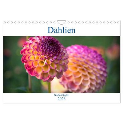Dahlien - Blumenwunder der Natur (Wandkalender 2026 DIN A4 quer), CALVENDO Monatskalender