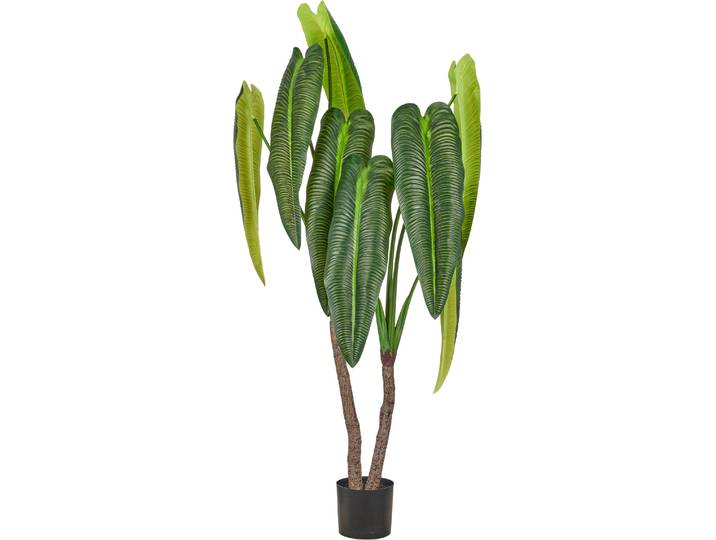 Kunstpflanze CREATIV GREEN Anthurium veitchii , grün, H:175cm, Obermaterial: 100% Kunststoff, Kunstpflanzen, Kunstpflanze, in beeindruckender Größe