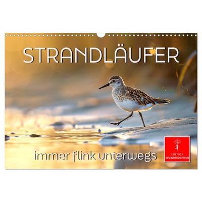 Strandläufer - immer flink unterwegs (Wandkalender 2026 DIN A3 quer), CALVENDO Monatskalender