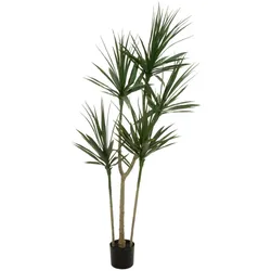 EUROPALMS Dracena, Kunstpflanze, grün, 170cm