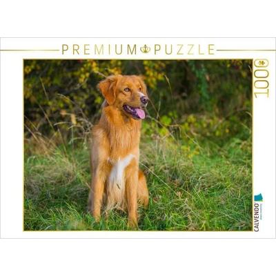 CALVENDO Puzzle Nova Scotia Duck Tolling Retriever Rüde | 1000 Teile Lege-Größe 64x48cm Foto-Puzzle für glückliche Stunden